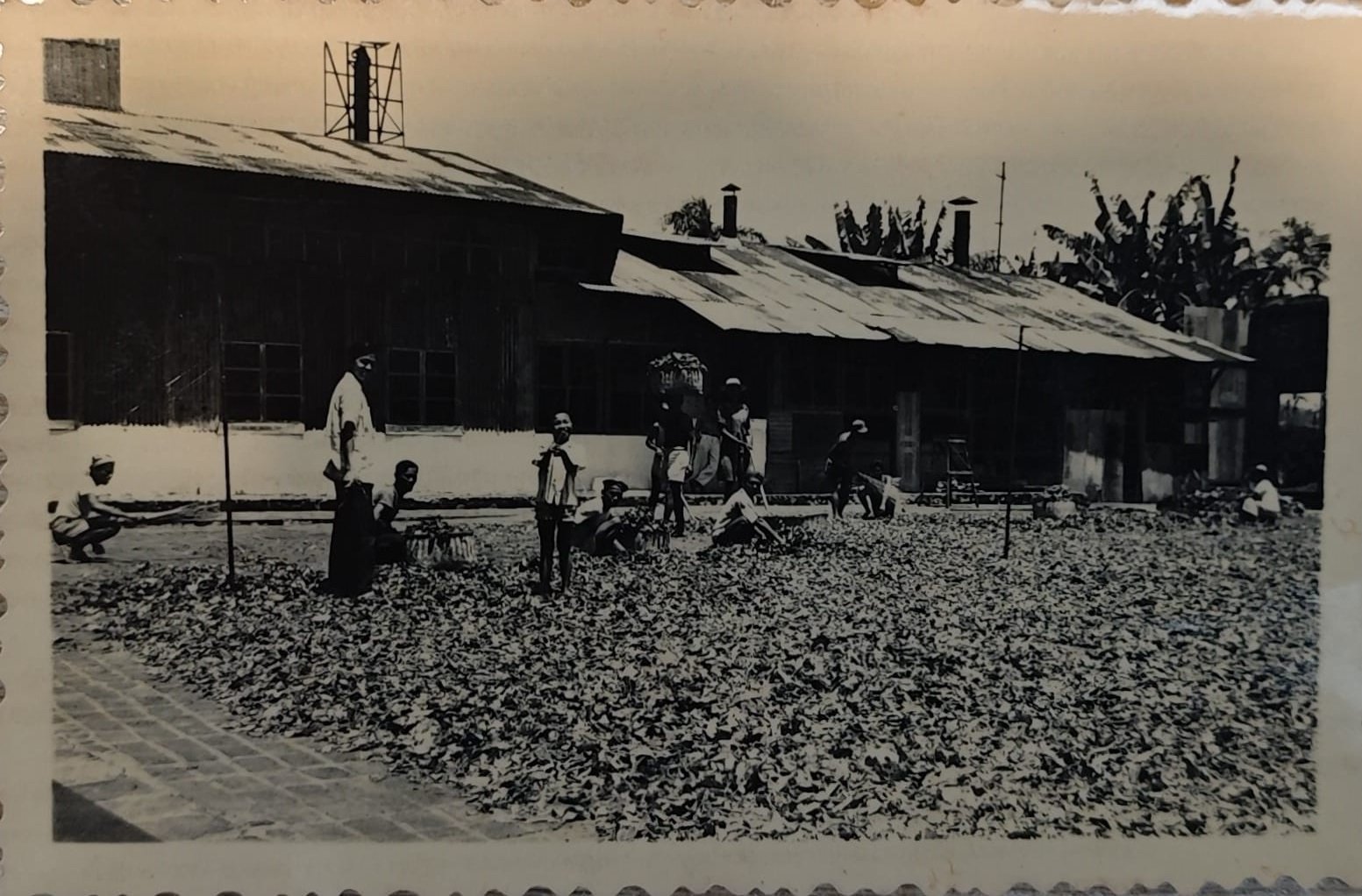 The tea plantation - Jakarta, circa 1930s